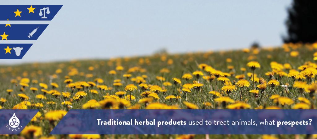 Traditional herbal products used to treat animals, what prospects? | OZOLEA